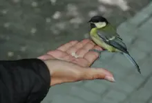 Hand Taming Wild Birds