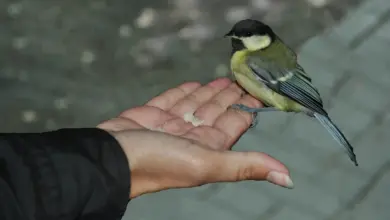 Hand Taming Wild Birds