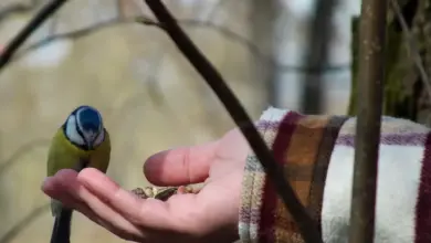A Bird Feeding using a Hand