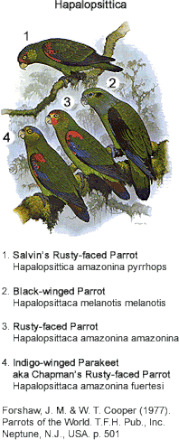 Black-winged Parrots