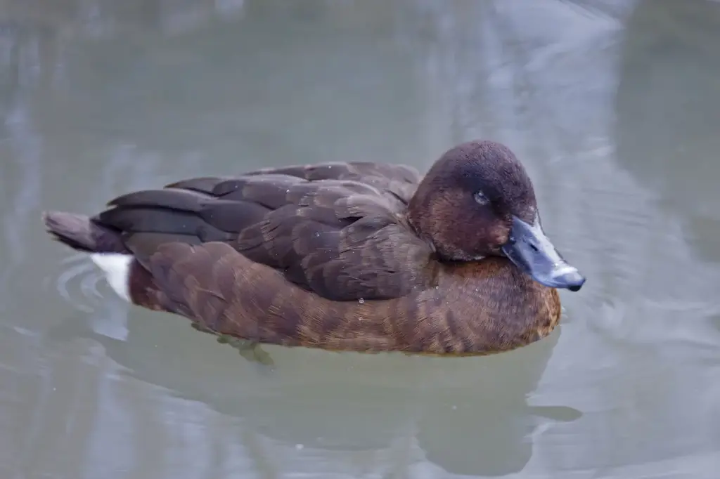 Hardhead Ducks Float on the Water