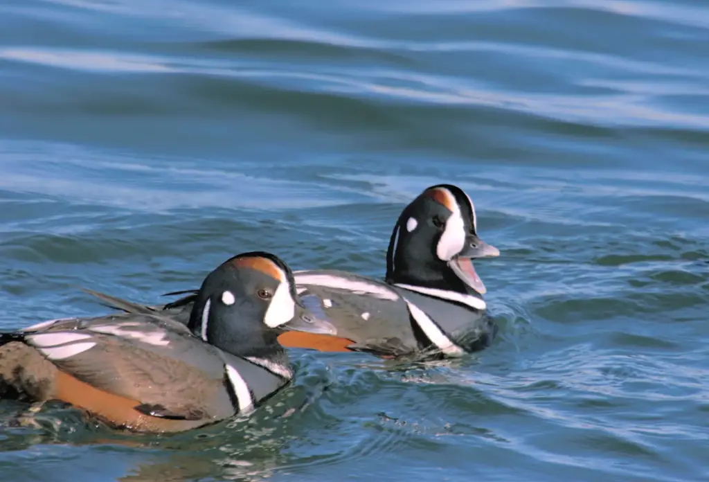 Two Harlequin Ducks in the Water