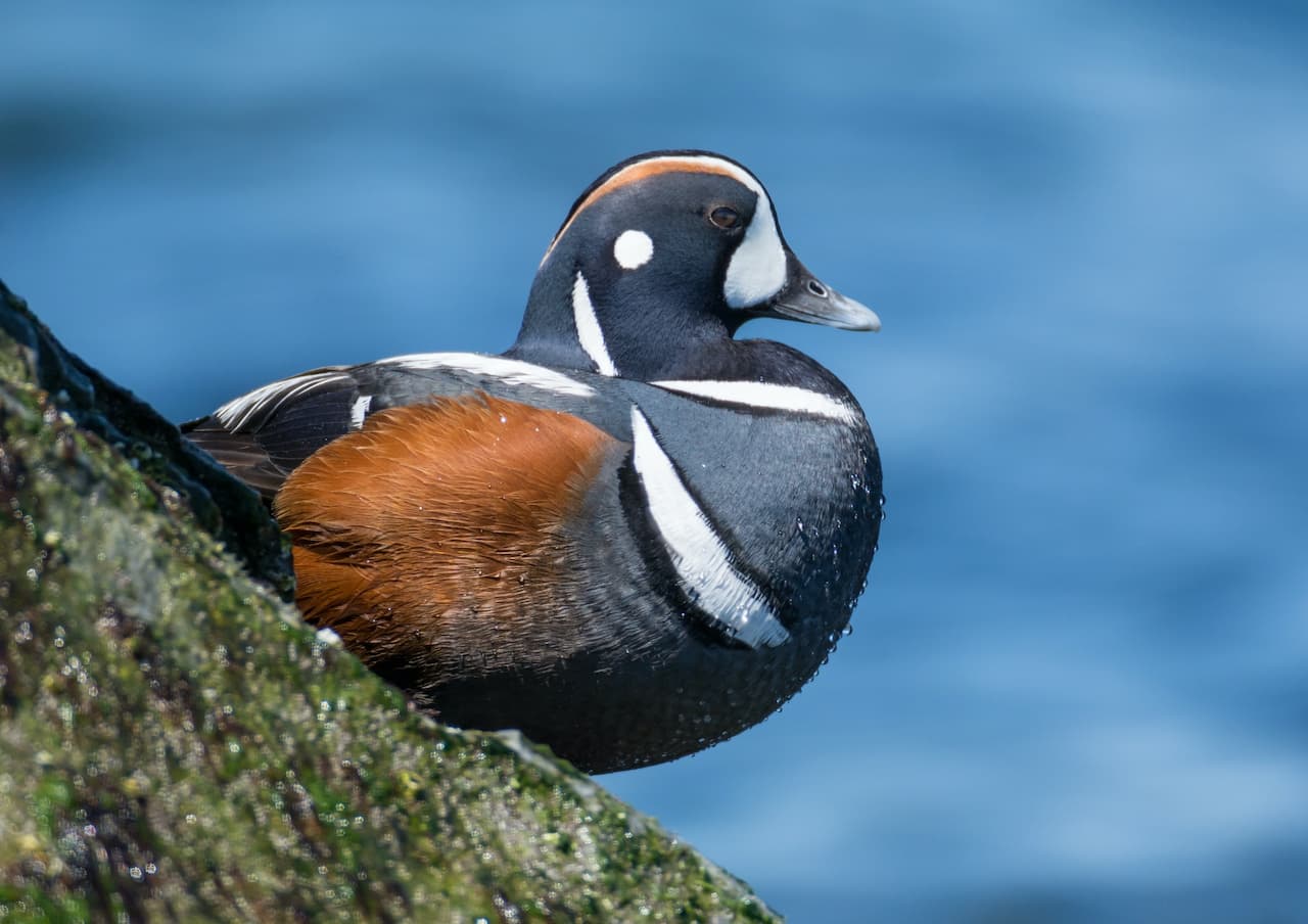 Harlequin Ducks In The Side of Water Surface