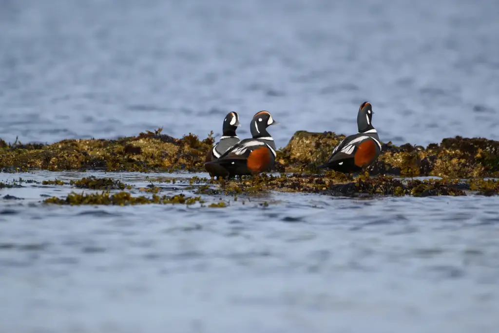 Harlequin Ducks Looking For Food At The Seaside
