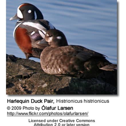 Harlequin Duck Pair