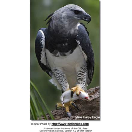 Harpy Eagle (Harpia harpyja) - Male