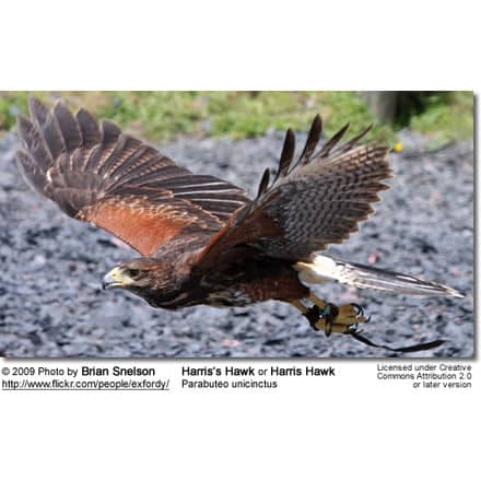 Harris's
Hawk or Harris Hawk, Parabuteo unicinctus