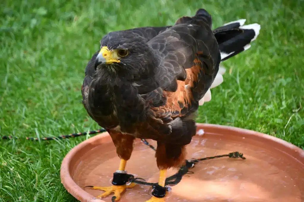Harris's Hawks 