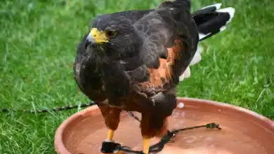 Harris's Hawks