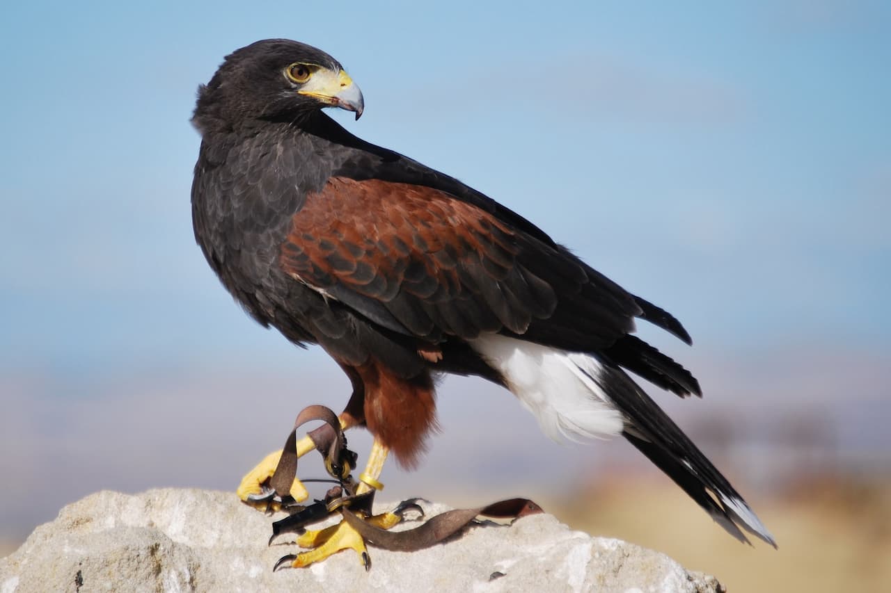 A Harris's Hawks standing on a stone in the forest,
