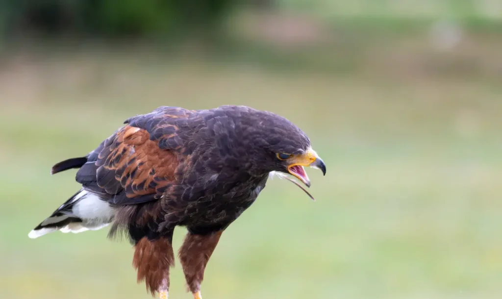 Harris's Hawks Image