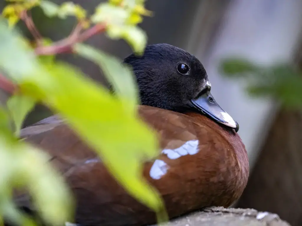 Close up image of Hartlaub's Ducks
