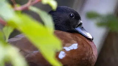 Close up image of Hartlaub's Ducks
