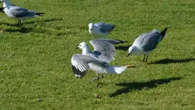 A Hartlaub's Gulls On Grassy Field