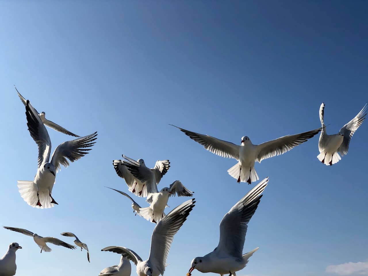 A group of Hartlaub's Gulls Flying