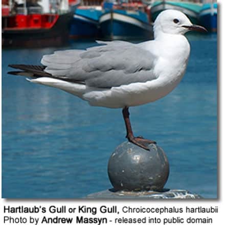Hartlaub’s Gull or King Gull (Chroicocephalus hartlaubii)