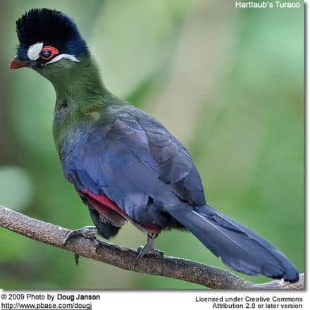 Hartlaub's Turaco