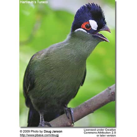 Hartlaub’s Turaco 