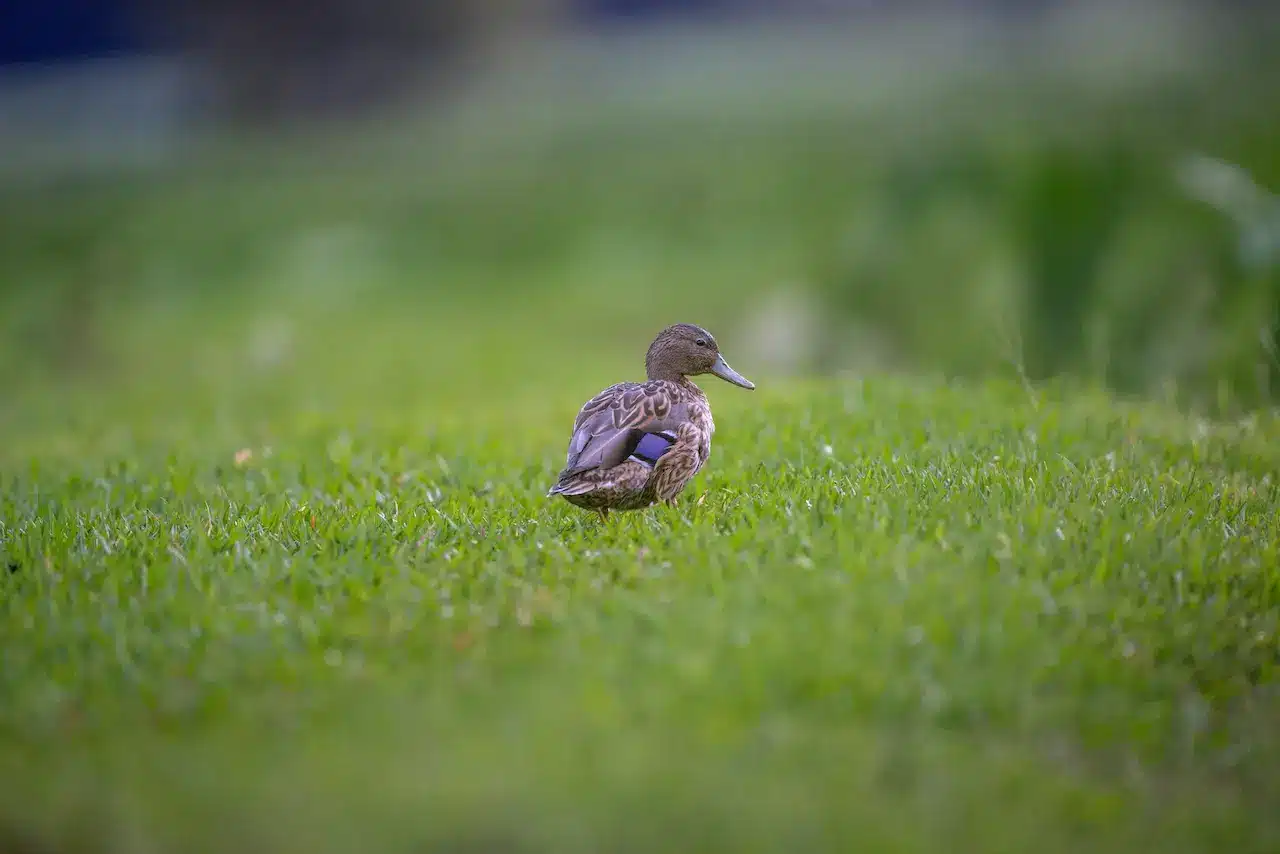 The Hawaiian Duck In Green Grass Standing