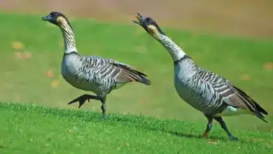 Hawaiian Geese on the Grass