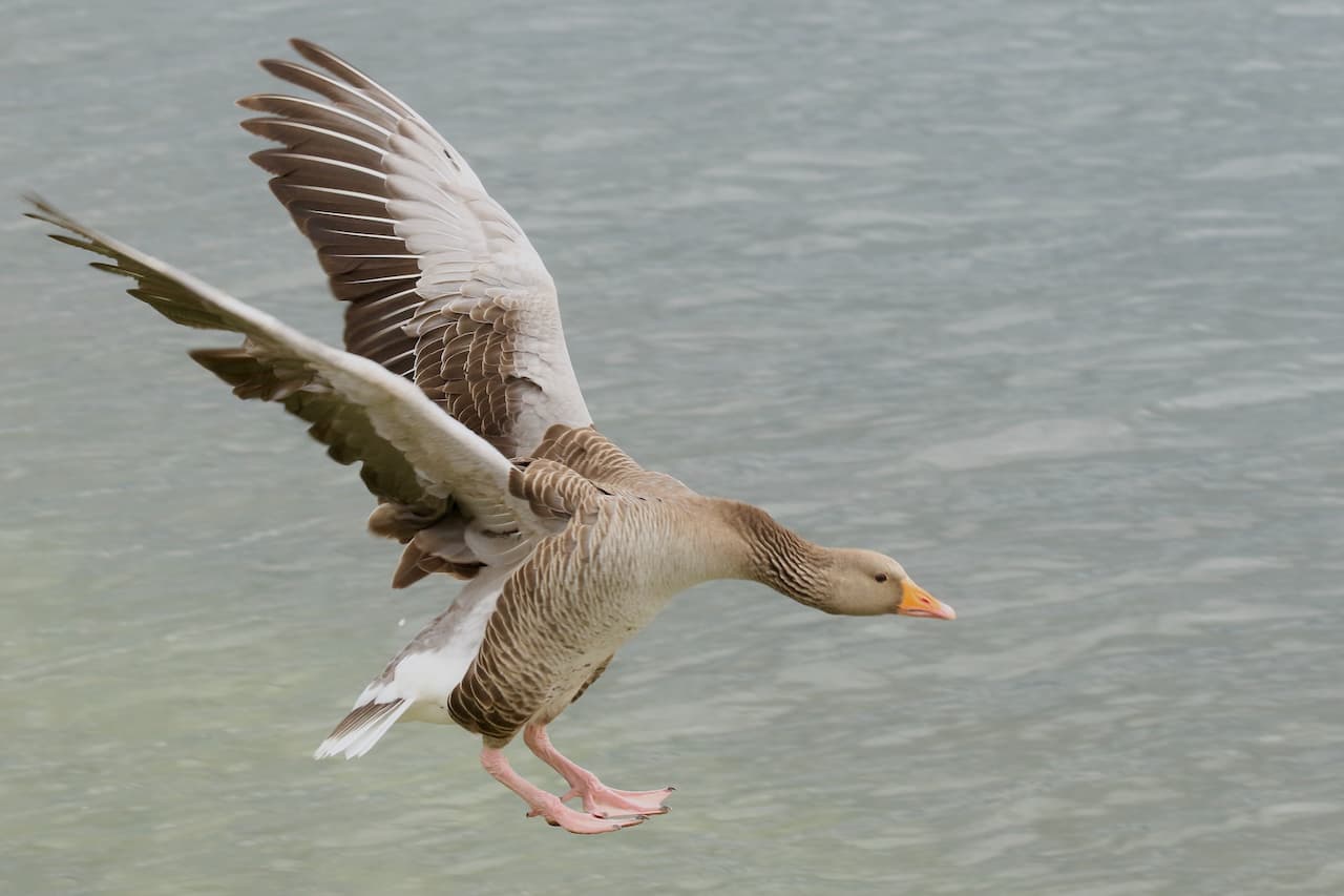 Hawaiian Goose Flying in the Waters