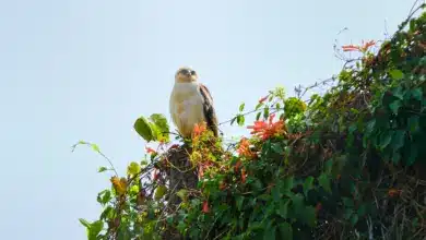 Hawaiian Hawks on a Telegraph Pole