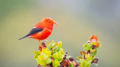 Hawaiian Honeycreepers