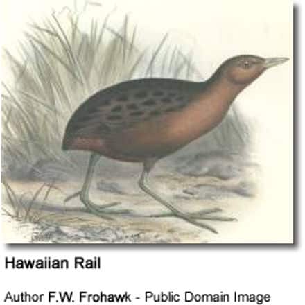 Hawaiian Rail