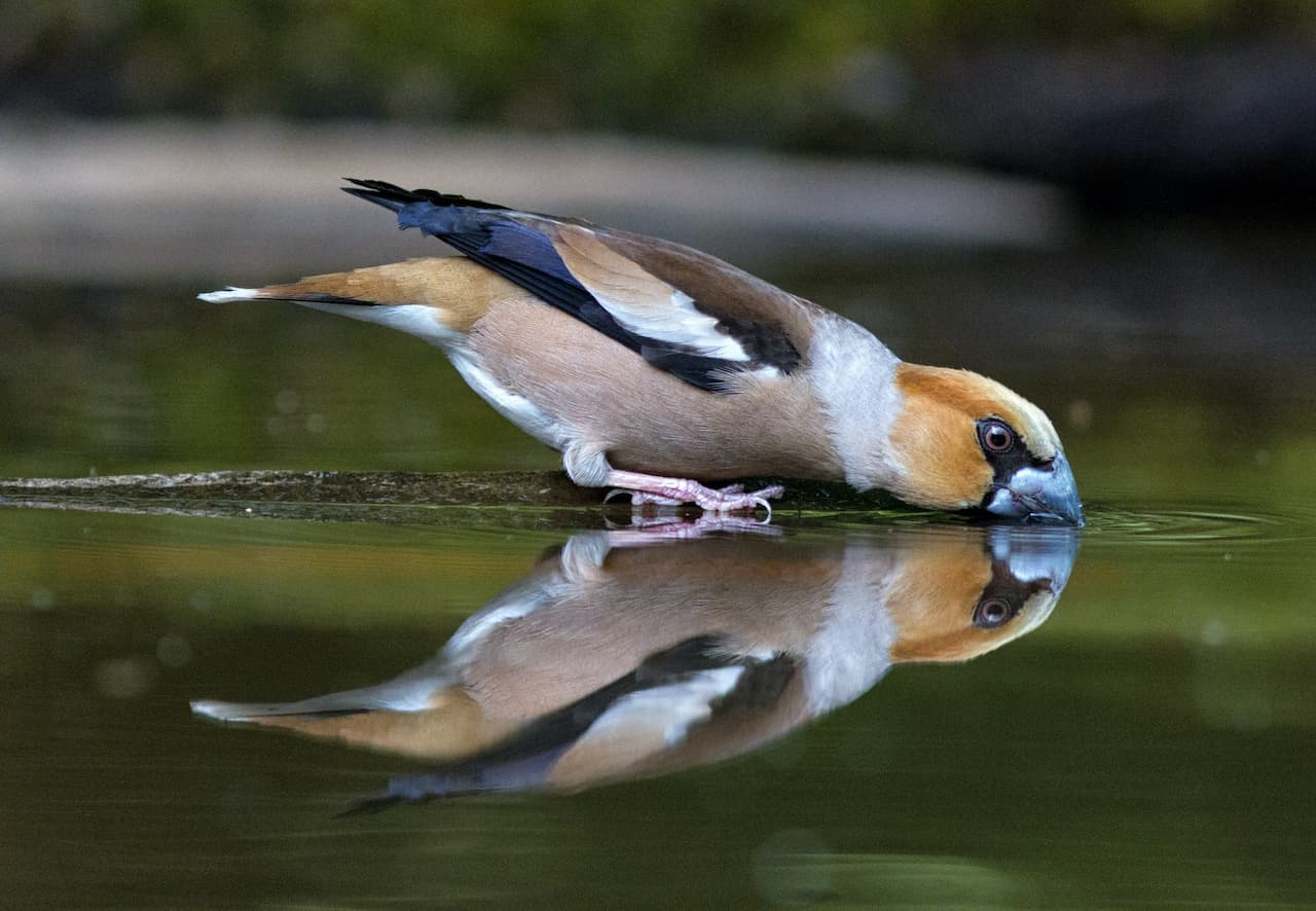 The Hawfinches Is Drinking Water From The Lake