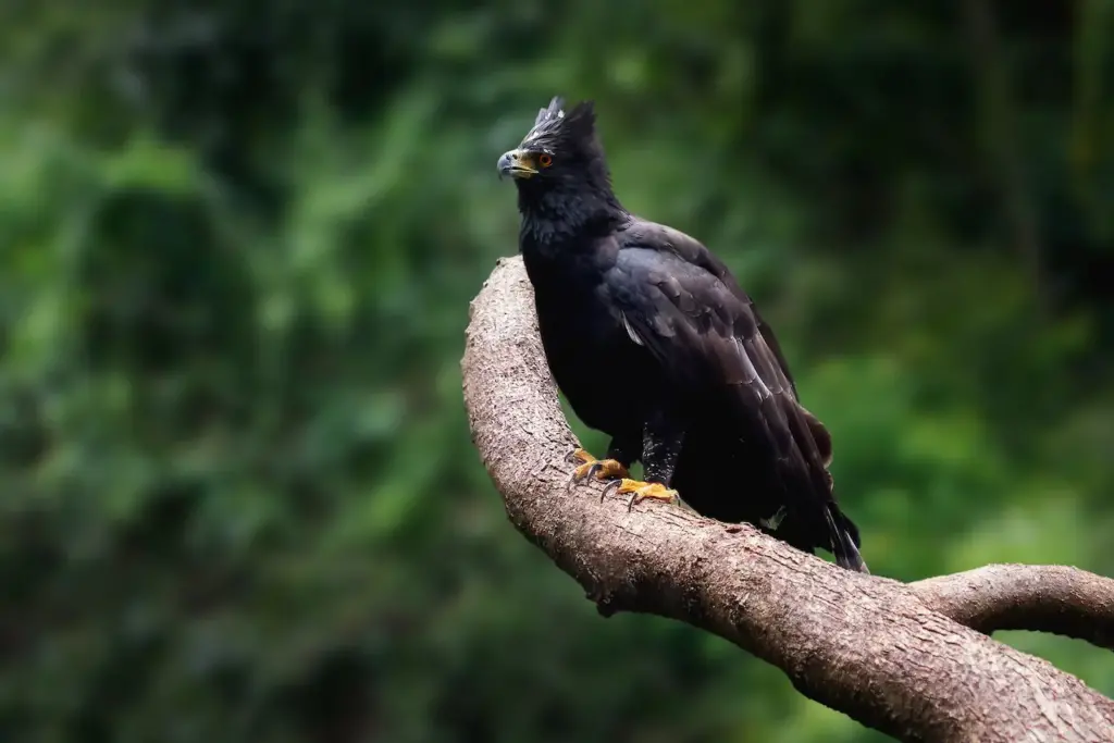 Black Hawk Eagle Perched on Tree Hawk Eagles