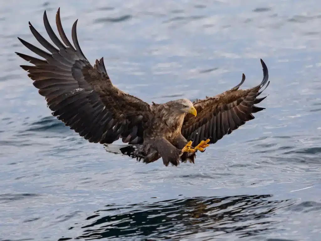 A Hawks Flying Above The Water