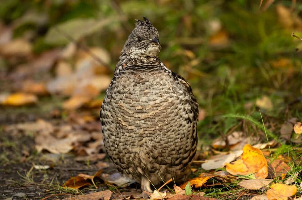 Hazel Grouse standing on the ground with dry leaves