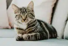 Healthy Home Environment Keeps Your Cat Free from Common Illnesses