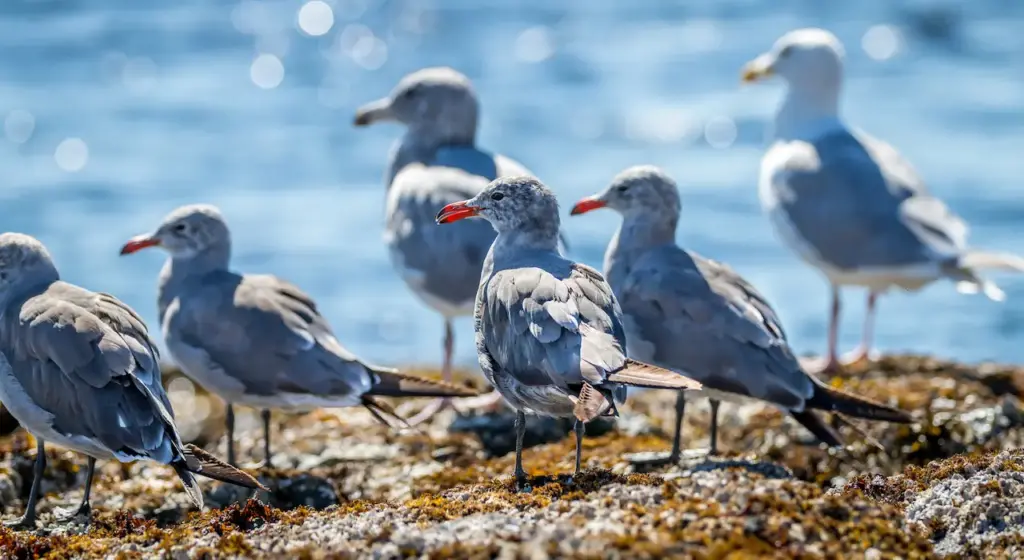 Group of Heermann's Gulls
