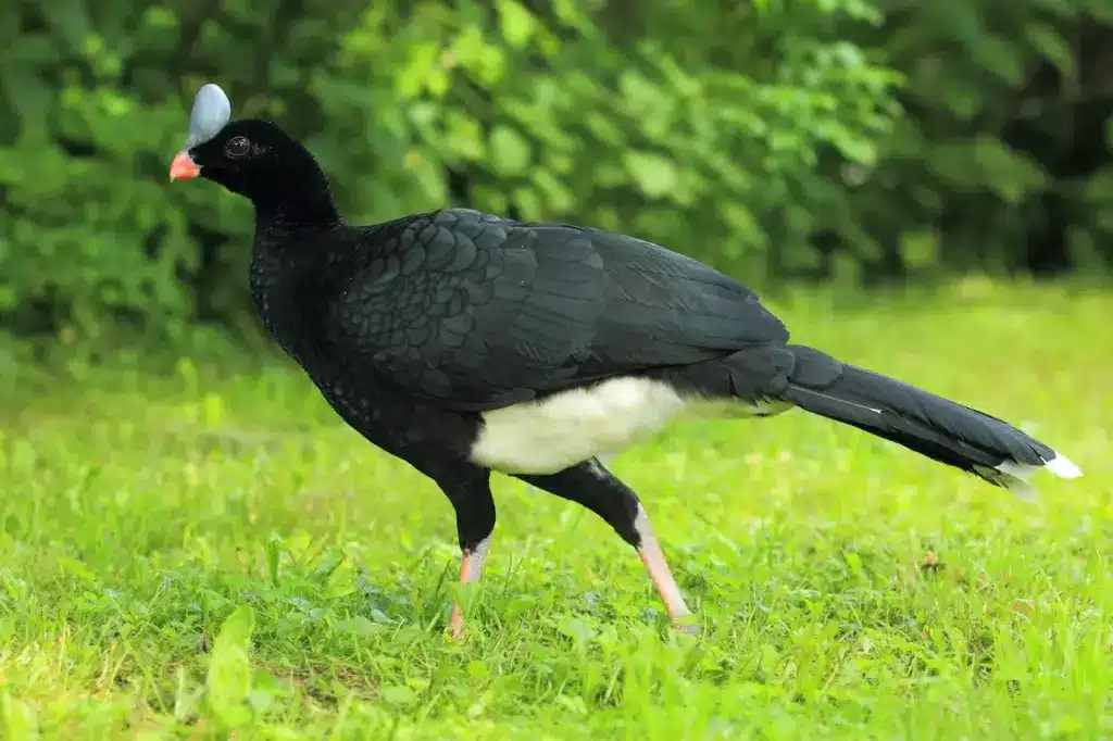 Helmeted Curassow Strolling in the Grass.