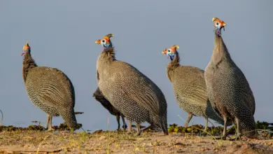 A group of Helmeted Guineafowl searching for food beside the river.