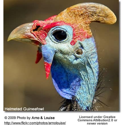 Helmeted Guineafowl