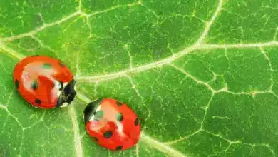 Helpful Bugs In The Garden 