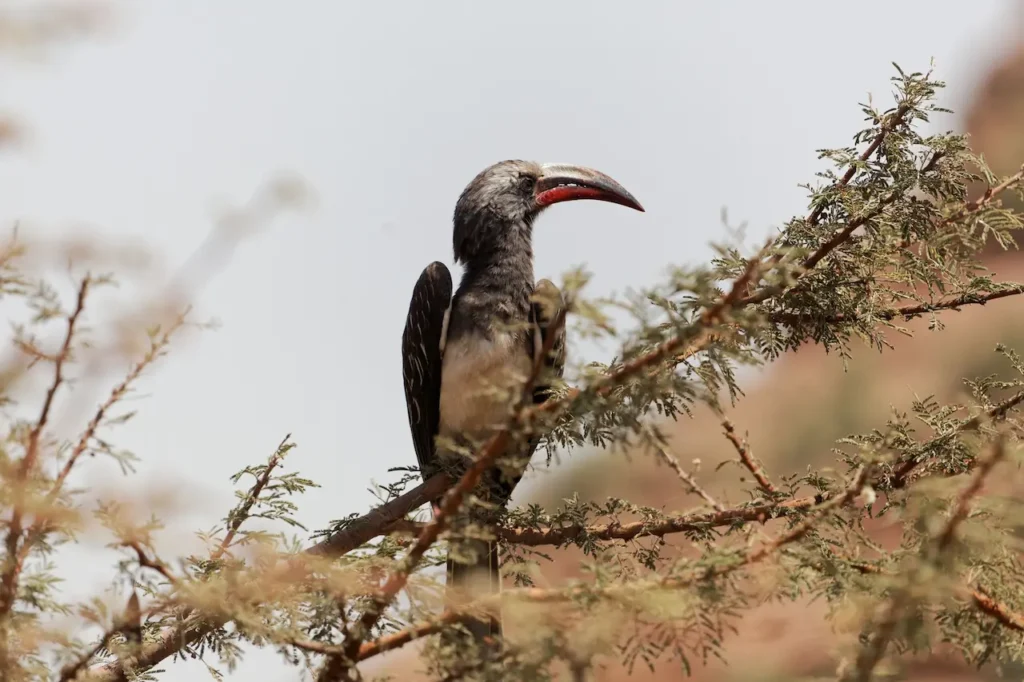 Hemprich's Hornbills 