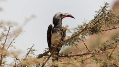 Hemprich's Hornbills