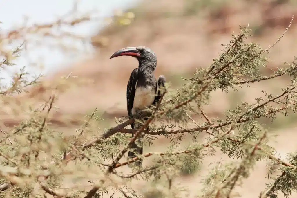 Hemprich's Hornbills Resting on a Tree 