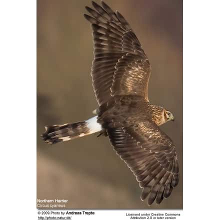 Hen Harrier