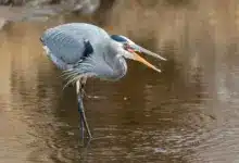 A Heron is eating a fish in the river.