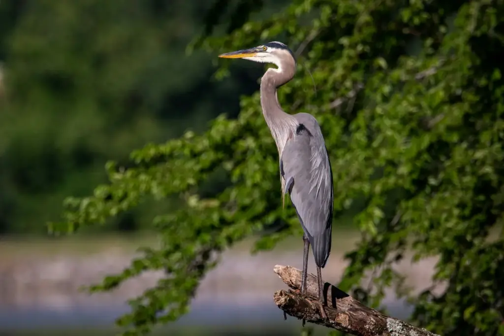 Heron Bird Images Standing on a Branch 