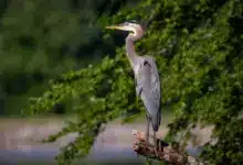 Heron Bird Images Standing on a Branch