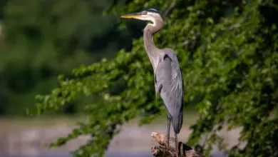 Heron Bird Images Standing on a Branch