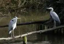 Two Herons Perched Over Water
