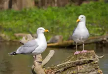 Two Herring Gulls Perched on the Woods