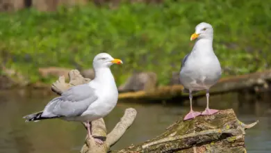 Two Herring Gulls