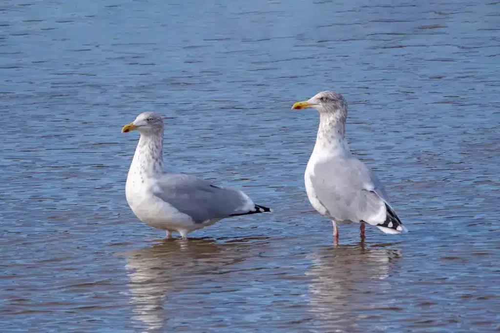 European Herring Gulls Standing In The Water 